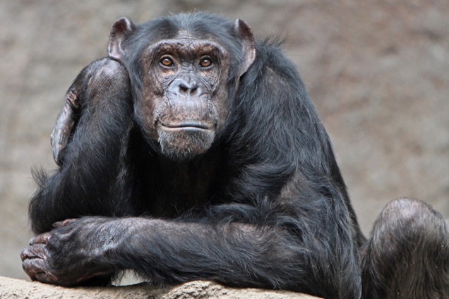 The Evolution Of Lottery Chimp