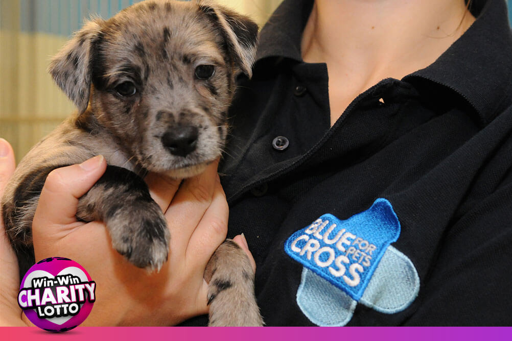 Blue Cross volunteer takes care of a dog