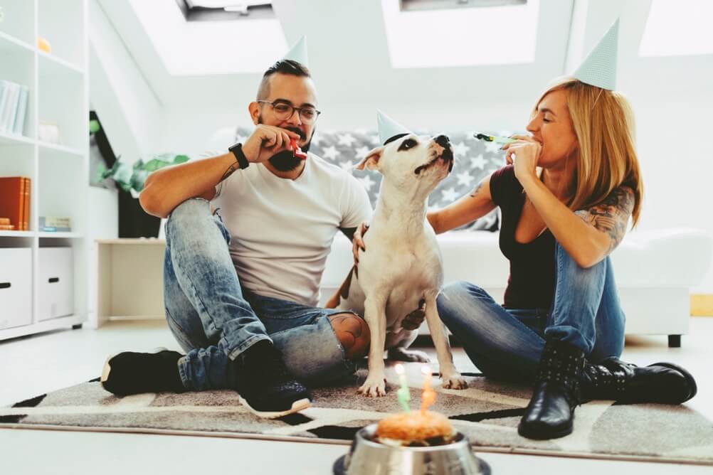 What are the odds of being born A couple celebrating their dogs birthday